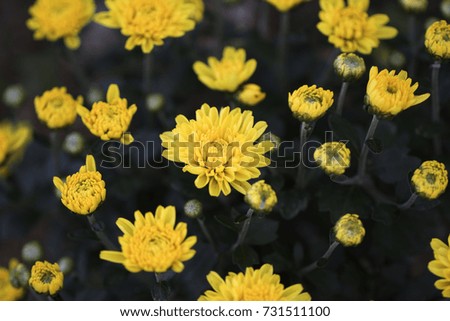 Korean chrysanthemum flowers of autumn