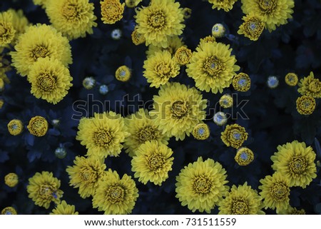 Korean chrysanthemum flowers of autumn