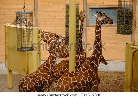 family of giraffes indoors