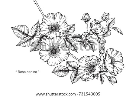Hand drawing and sketch Rosa canina flower. Black and white with line art illustration. Royalty-Free Stock Photo #731543005