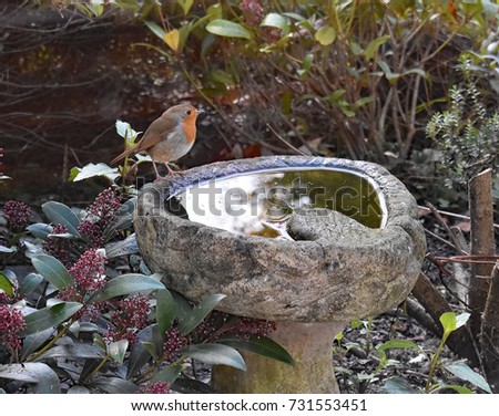 Robin by bird bath