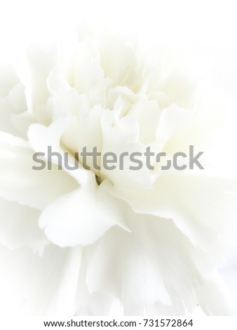 White flowers background. Macro of white petals texture. Soft dreamy image