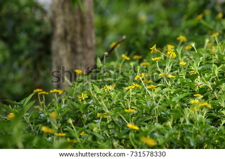 Small yellow flowers Closeup of beautiful yellow flowers in the garden. Spring summer flower background template The delicate image of light art.