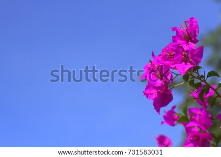 beautiful flowers pink with blue sky background