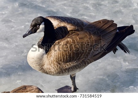 Isolated picture with a Canada goose standing