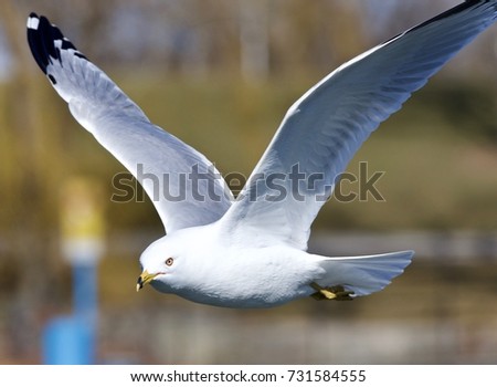 Isolated image of a gull flying near a shore