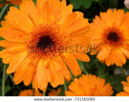 orange flower calendula