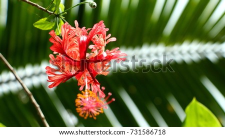Beautiful hibiscus schizopetalus flower