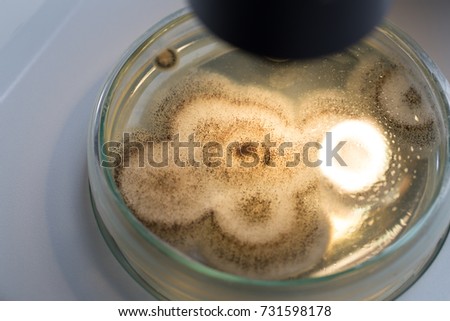 Asperillus niger in petri dish, Microbiology for education in laboratories.