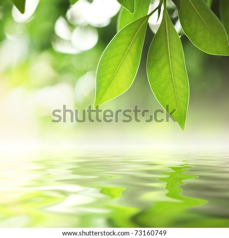 Green leaves reflecting in river water, closeup. Copyspace.