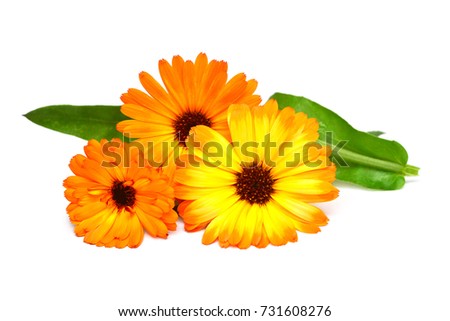 Flowers of calendula officinalis bouquet with leaves isolated on white background. Marigolds, medicinal plants. Golden petals 