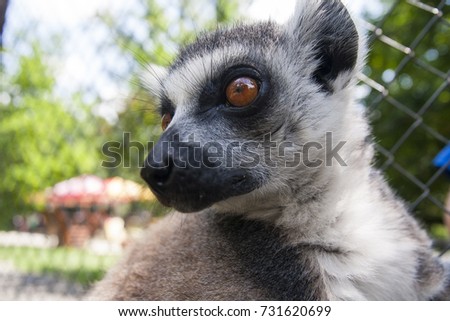 The ring-tailed lemur (Lemur catta) is a large strepsirrhine primate and the most recognized lemur due to its long, black and white ringed tail. Portrait picture