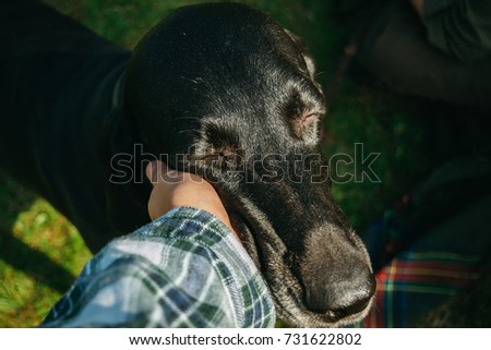 owner holding his dog, brown hunting german shorthaired pointer, kurzhaar,