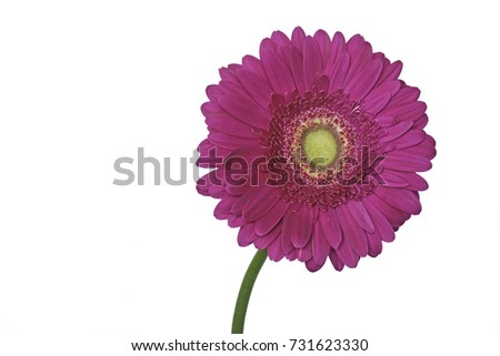 Purple gerbera daisy isolated against white background