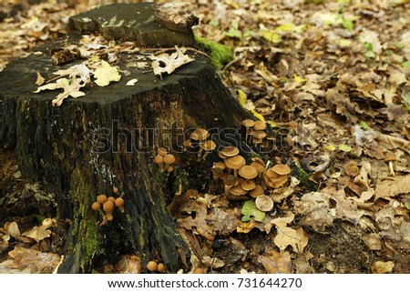 a variety of forest mushrooms on forest soil or near stumps under natural conditions. photo for micro-stock