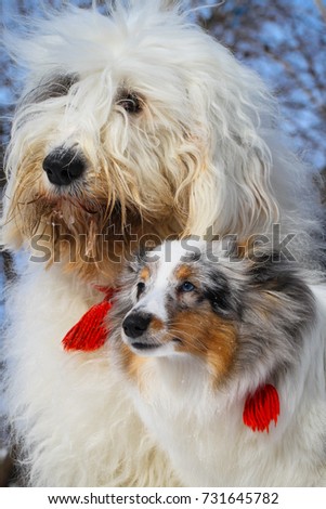 A double portrait of Sheltie and Bobtail dogs, in winter in a snowdrift. Color white with ers, both dogs with red tassels on the collars. A beautiful picture with dogs with long hair.