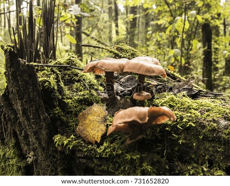 Mushroom, forest mushroom, mushroom in the forest.
 Royalty-Free Stock Photo #731652820