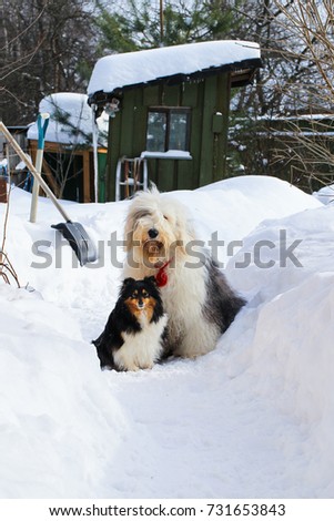 Sheltie and Bobtail dogs, in winter in a snowdrift. Color white with ers, both dogs with red tassels on the collars. A beautiful picture with dogs with long hair.Village.