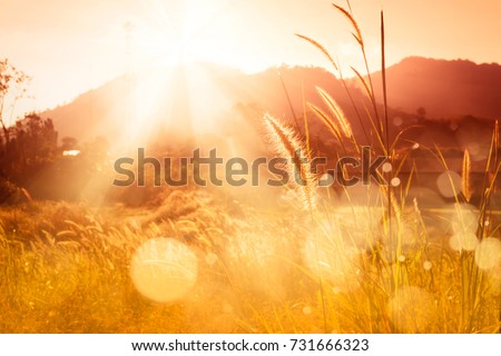 Sunset over mountain with   Feather pennisetum or Mission grass backlitght glow against the sunlight  with sunflare and bokeh, high mountain background landscape. Sunset over mountain bokeh.