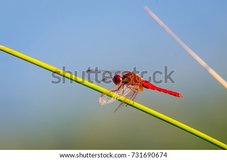 Gomphus vulgatissimus or red dragonfly on nature with great copy space for text