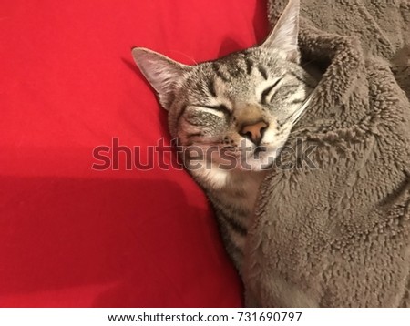 domestic cat sleeping with red background