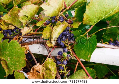 The grapes are dark. Vine. Gifts of Autumn.