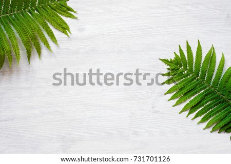 the exotic plants on the surface of wood, fern leaves on white wooden background