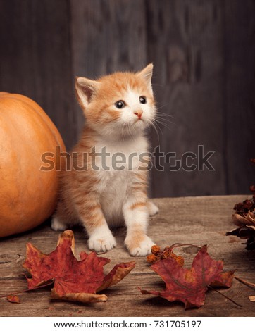 halloween pumpkin jack-o-lantern and ginger kitten on black wood background.
