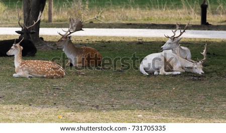 Small European deers on a country safari farm