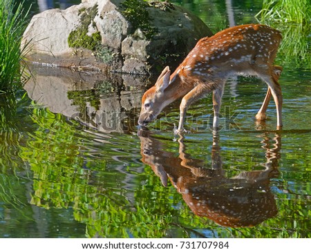 Little White Tailed Deer drinks from clear waters showing reflection. Royalty-Free Stock Photo #731707984