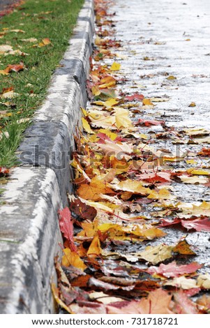 Autumn mood.Bright maple leaves lie on the road at the curb . The leaf fall.