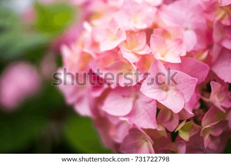 hydrangea, flower 