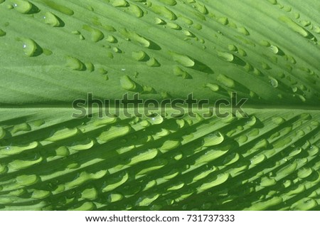 Background of closed up rain drops on green banana leaf