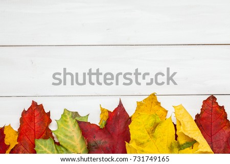 Top view of yellow, red ,green leaf on wooden background with copy space. Autumn time.