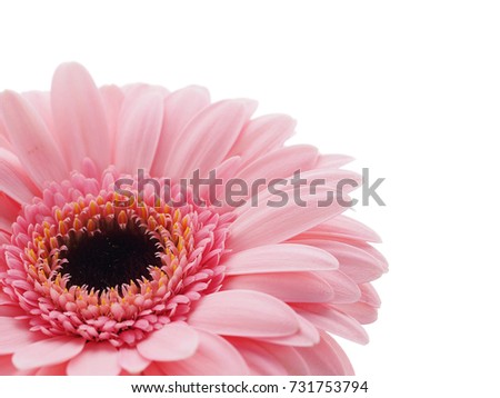 Pinka daisy flower