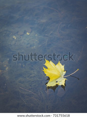 maple leaf in water, floating autumn maple leaf.