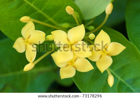 Yellow Ixora with green leaves