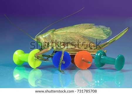 Grasshopper and clerical buttons on the glass