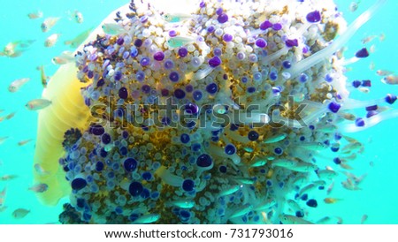 Underwater photo of tropical Jellyfish with yellow, turquoise and sapphire colours surrounded by small fish