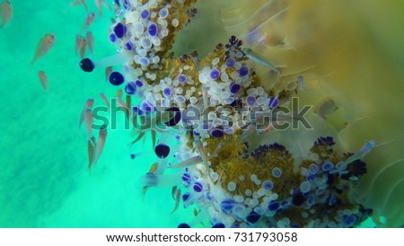 Underwater photo of tropical Jellyfish with turquoise and sapphire colours surrounded by small fish