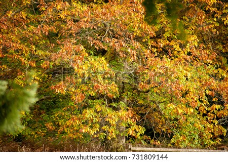 autumn leaves on trees 