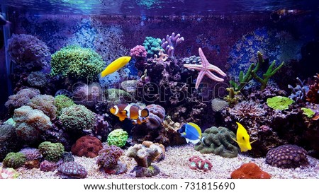 Coral reef aquarium  Royalty-Free Stock Photo #731815690