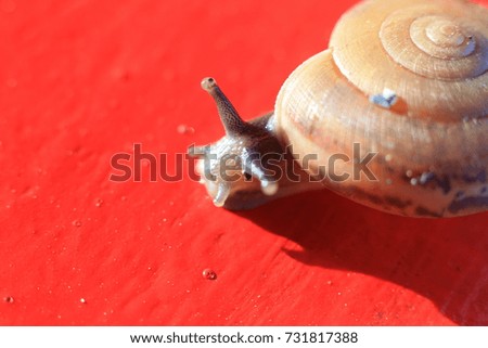 Small Snail  on red floor