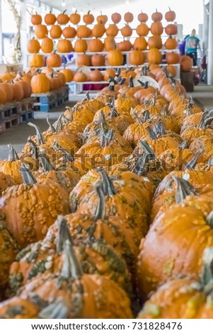 Pumpkins waiting to be sold for the Halloween festival