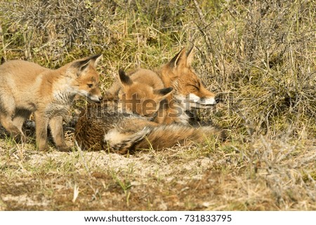 Red Fox Family in A Nature Background