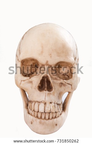 mock up of Decrative model human skeleton on white background.Mock up and decorations Halloween