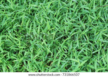 Green grass background for design nature backdrop in your work.