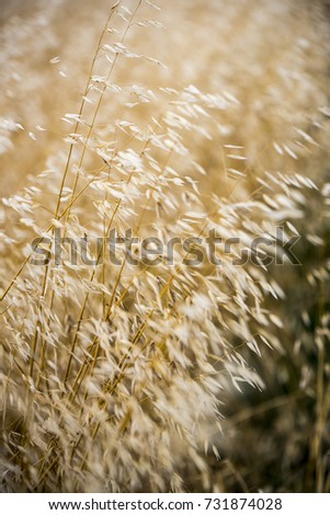 Organic grain in sunlight Oxfordshire, UK
