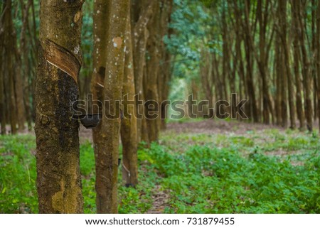 Picture of Rubber plantation, Thailand