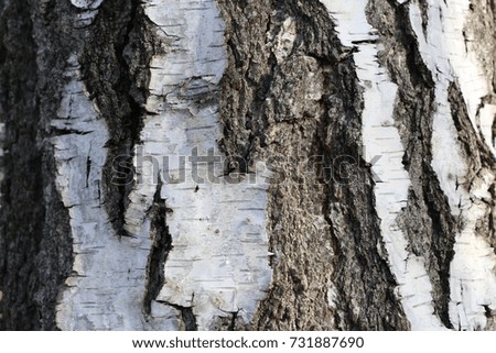 texture - birch bark for background, design and advertising